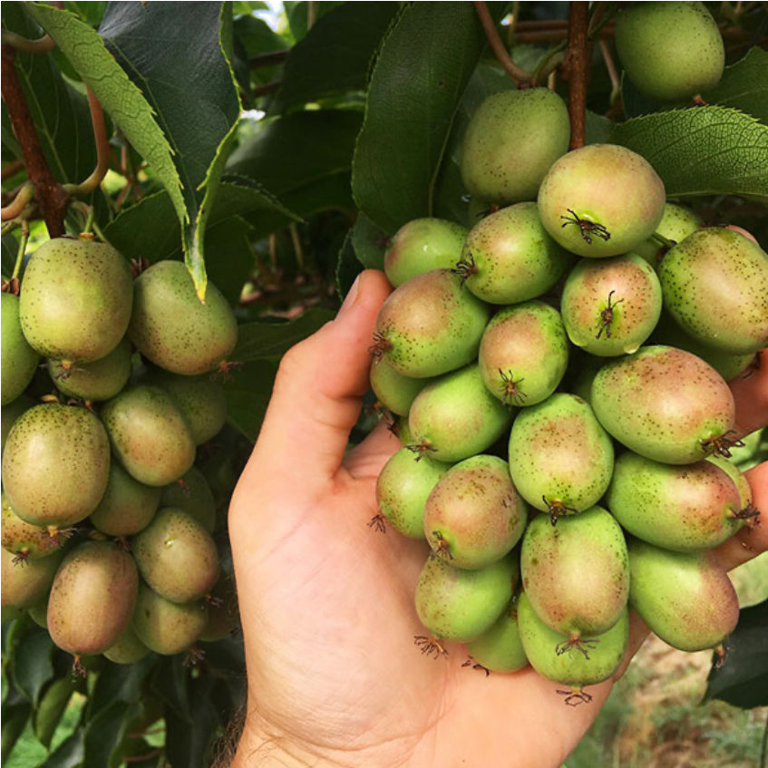 Organic Kiwi