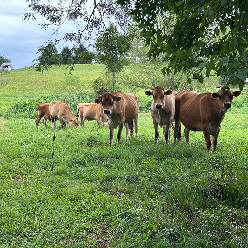 Beef Share (Pre-Order)