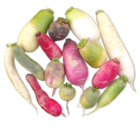 Fall / Winter Radish (+/- 2 lb Bunch)