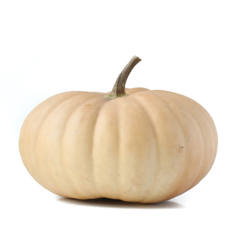 Cheese Pumpkin