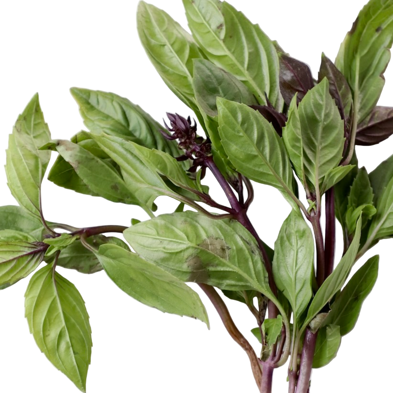 Basil (bunch)