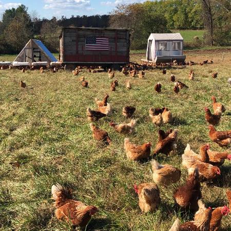 Chicken Eggs (Dzn)