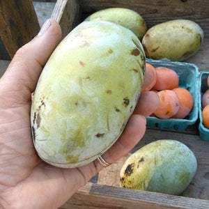 Pawpaw ( 1 lb +)