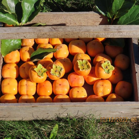 Asian / American Persimmon (1/2 lb)