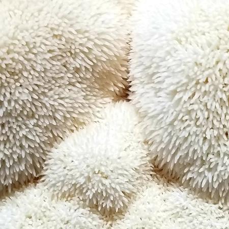Lions Mane (1/2 lb)