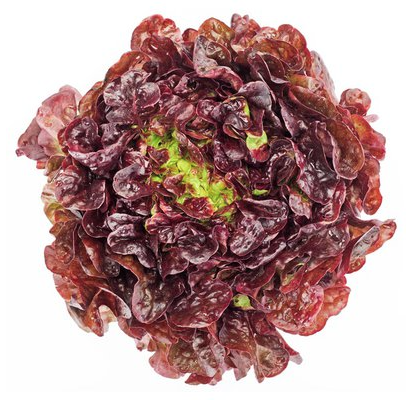 Red Leaf Lettuce (Varieties)