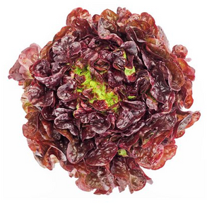 Red Leaf Lettuce (Varieties)