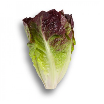 Red Leaf Lettuce (Varieties)
