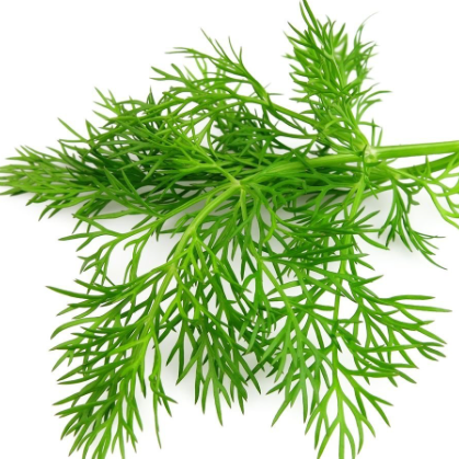 Dill (bunch)