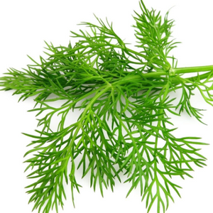 Dill (bunch)