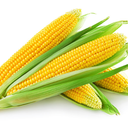 Bi-Color Sweet Corn