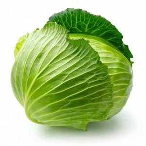 Head of Cabbage