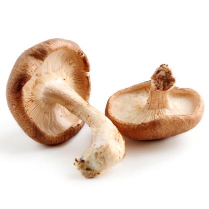 Shiitake Mushroom