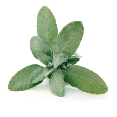 Sage (bunch)