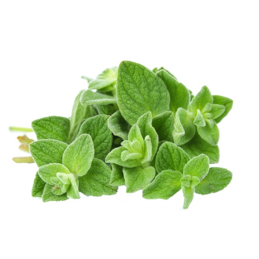 Oregano (bunch)