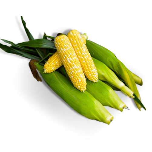 Bi-Color Sweet Corn
