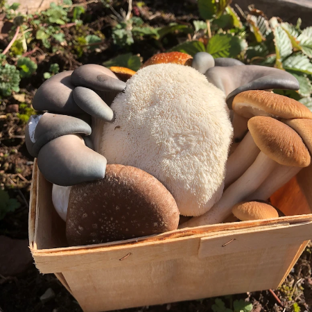 Mushroom " Medley" Variety (Quart)