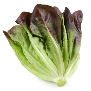 Red Leaf Lettuce (Varieties)