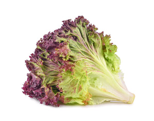 Red Leaf Lettuce (Varieties)